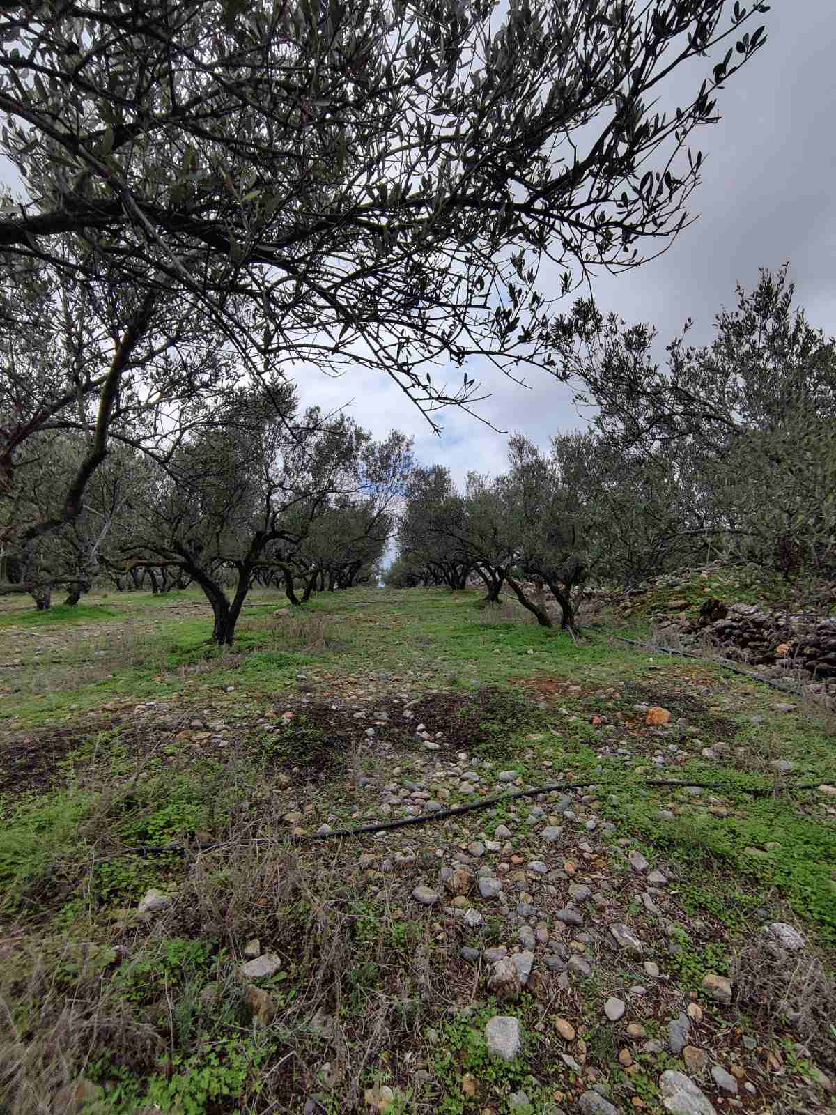 Działka z drzewami oliwnymi – Agia Paraskevi, Kastelli